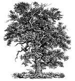 Bigtree